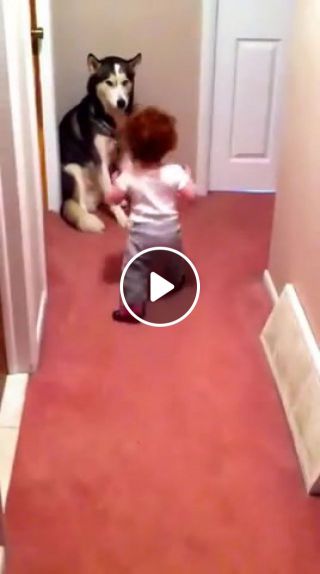 Baby, Vacuum and Dog