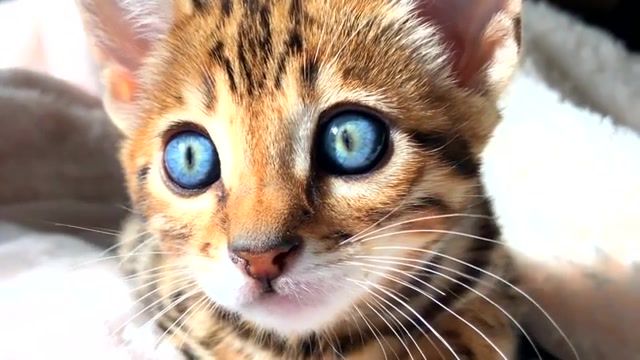 Beautiful eyes, cats, i can see it in your eyes, cat, the host, hybrid, effektnoe, animals, hello is it me you're looking for, mashups, animals pets.