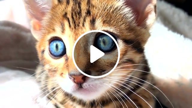 Beautiful eyes, cats, i can see it in your eyes, cat, the host, hybrid, effektnoe, animals, hello is it me you're looking for, mashups, animals pets. #0