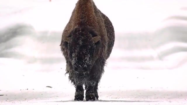 Bison Walks Slowly Down The Road Near The Yellowstone. Animals Pets.