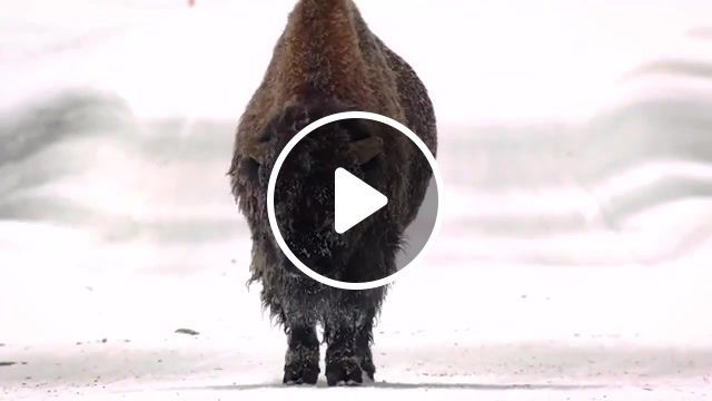 Bison walks slowly down the road near the yellowstone, animals pets. #0