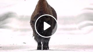 Bison walks slowly down the road near the yellowstone