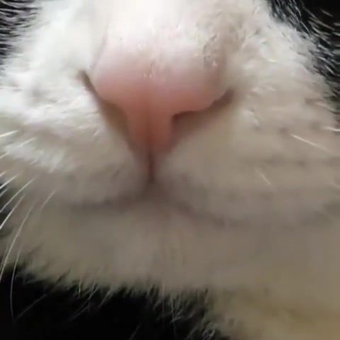 Cat 4 - Video & GIFs | animals pets