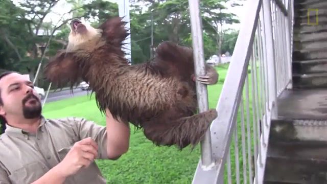 Cloverfield sloth, national geographic documentary, youtube, nature, squee, wildlife, sweet, animal rescue, orphans, panama, center, rescue, baby sloths, baby animals, adorable, cute, animals, baby, sloths, national geographic, animals pets.