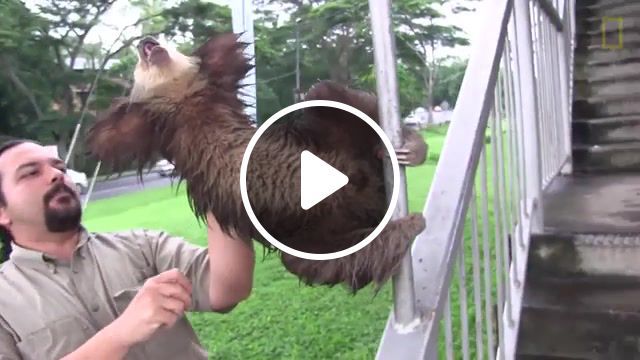 Cloverfield sloth, national geographic documentary, youtube, nature, squee, wildlife, sweet, animal rescue, orphans, panama, center, rescue, baby sloths, baby animals, adorable, cute, animals, baby, sloths, national geographic, animals pets. #0
