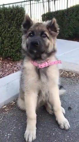 Cute ears - Video & GIFs | animals pets