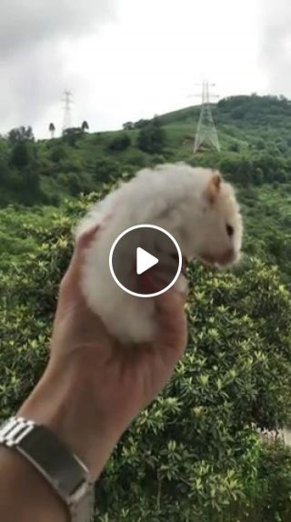 Cute hamster mayvise love lovely animal happy