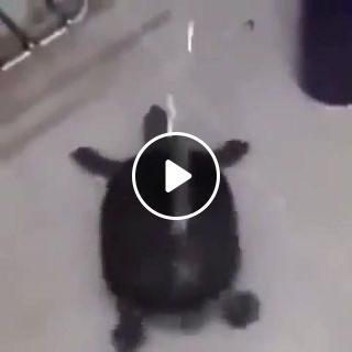 Dancing turtle