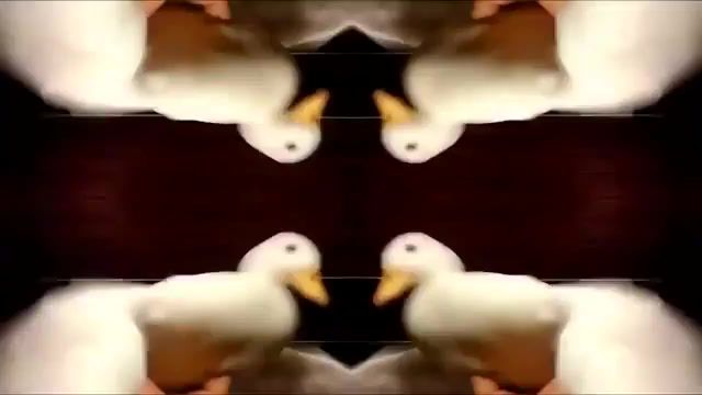 Duck, Initial D Dancing, 90 S, Animals Pets