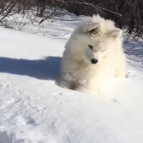 First snow, dog, snow, tchaikovsky nutcracker suite, animals pets.