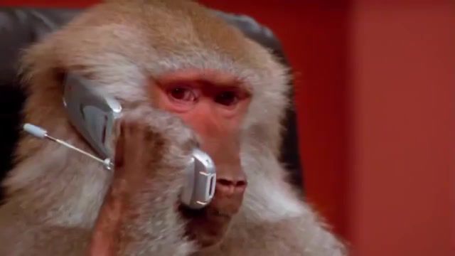 Forgive us, Darwin. We've Lost Everything - Video & GIFs | smartphone,cellphone,phone,monkey,technologic,daft punk,funny,animals pets