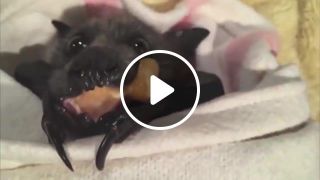 FUNNY ANIMALS Try not to LAUGH The FUNNIEST ANIMAL