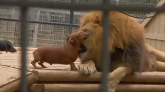 Happy Dachshunds and Lion, Dachshund, Cute, Animals, Zoo, Because I'm Happy, Dog, Lion, Animals Pets
