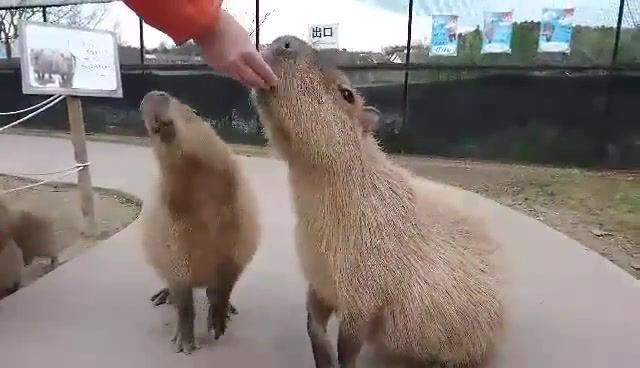 How to train a Capybara, Animals Pets