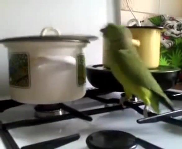 Hungry parrot, Parrot, Humor, Pet, Animals Pets