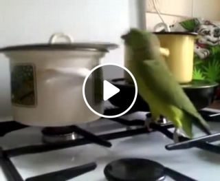 Hungry parrot