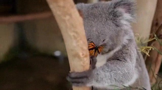Joy - Video & GIFs | funny,animals are funny,laughter,animals pets