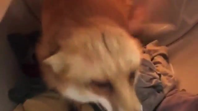 Juniper the cutest fox in the world, Credits, Meme, At The End Of The, Directed By Robert, Juniper, Fox, Foxy, Cute, Cute Animal, Cute Fox, Cutest Animals Ever, Animals Pets