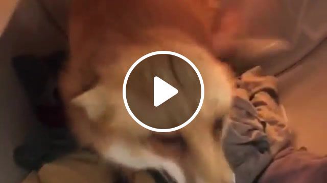 Juniper the cutest fox in the world, credits, meme, at the end of the, directed by robert, juniper, fox, foxy, cute, cute animal, cute fox, cutest animals ever, animals pets. #0