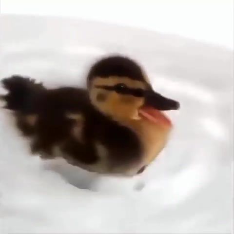 Just a duck, duck, water, satisfying, animals pets.