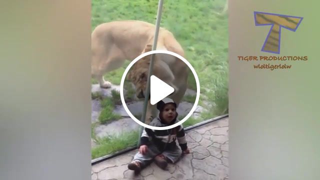 Lion baby, lion, baby, animals pets. #0