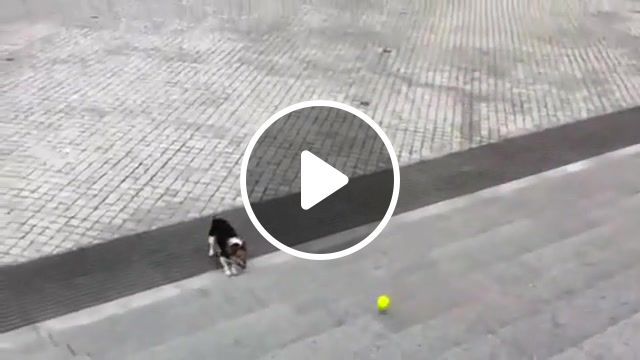 Loneliness, dog, clever dog, alljoinon com, dogs, funny, pets, cute, humour, sid russell, jack russell, clever dog tricks, funny dog tricks, dog tricks, cute dog, funny dog, sadness, animals pets. #0