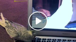 Lucky the iPhone singing cockatiel is OVER it