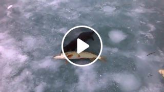 Mink steals fish