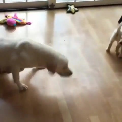 Mom and her puppies, music, animal, white, dream, free, dogs, dog, join, eleprimer, mother, mom, love, playing, wtf, gif, loop, puppy, animals pets.