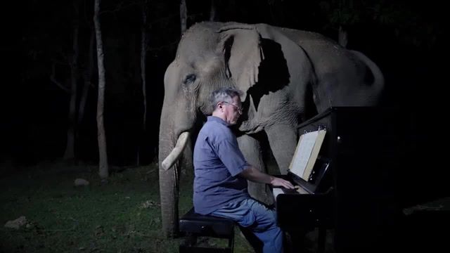 Moonlight Sonata for Old Elephant, Piano For Elephants, Beethoven, Moonlight Sonata, Thailand, Logging Elephant, Elephants World, Paul Barton, Music, Animals Pets