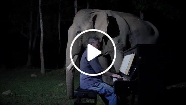 Moonlight sonata for old elephant, piano for elephants, beethoven, moonlight sonata, thailand, logging elephant, elephants world, paul barton, music, animals pets. #0