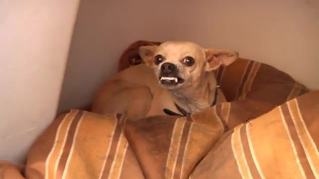 My roommate's chihuahua wants to kill me, Panasonic, Dogs, Home, Resident Evil, Dog Who Kills People, Killer Dog, Panasonic Camera, Hmc150, Panasonic Hmc150, Evil Chihuahua, Evil Dog, Rabid Dog, Bad Dog, Killer Chihuahua, Mean Dog, Chihuahua, Animals Pets
