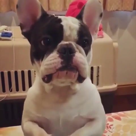 Oh, Please. Funny And Cute French Bulldog Puppies Compilation 42. French Bulldog. Dogs. Funny. Animals Pets.