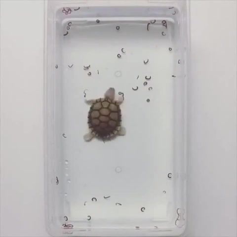 Pac turtle, animals pets.