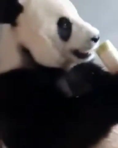Panda. Panda. Eats. Bamboo. Animal. Nice. Animals Pets.