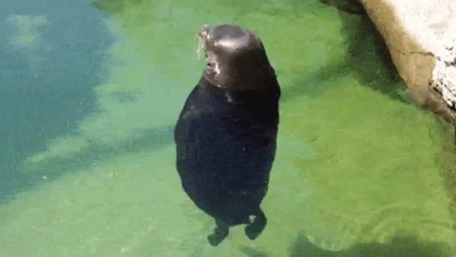 Spinning seal you spin me round, funny, seal, gifsound, animals pets.