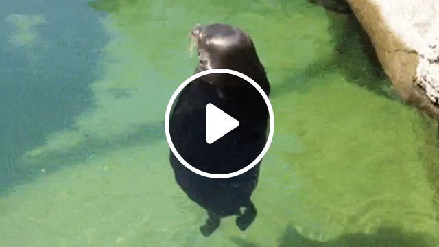Spinning seal you spin me round, funny, seal, gifsound, animals pets. #0