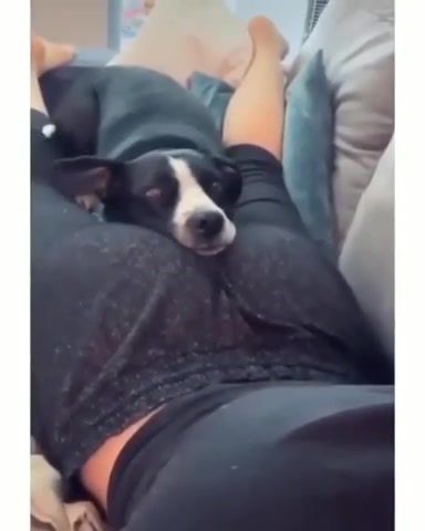 The Dog Is Relaxing, Animals Pets