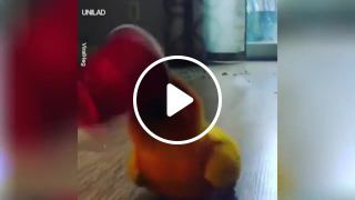 This parrot really likes rock music p