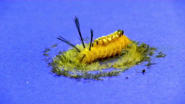 Weaving a hairy cocoon, construction cocoon, raupe euchromia, animals pets.