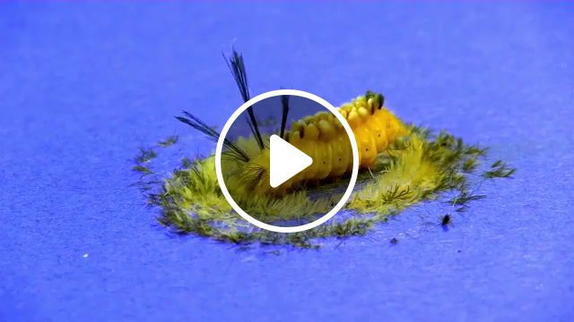 Weaving a hairy cocoon, construction cocoon, raupe euchromia, animals pets. #0
