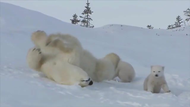 White bear, Nervorez, Nord, Animals, Top, Bear, White Bear, Umka, Bear Cub, Polar Bear, Animals Pets