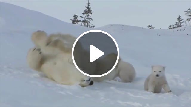 White bear, nervorez, nord, animals, top, bear, white bear, umka, bear cub, polar bear, animals pets. #0