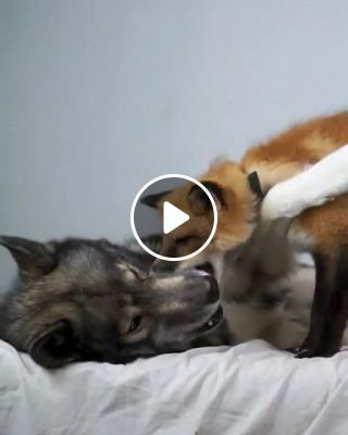Wolf and fox