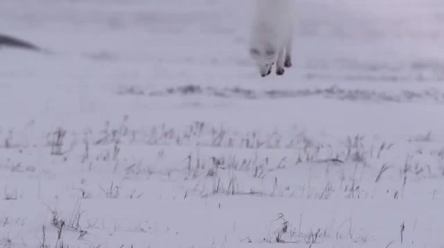 Arctic fox like a falcon, hunter, same, falcon, groovy, winter, norton, clip, world, free, dream, music, join, trick, trip, arctic, white, fox, zoo, gif, loop, eleprimer, animals pets.