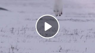 Arctic Fox Like a Falcon