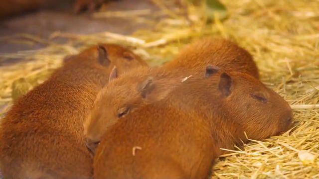 Baby capybaras in arakawa park, chiguire, arakawa yuen, kapibara, capibara, rodent, carpincho, capybara, animals pets.