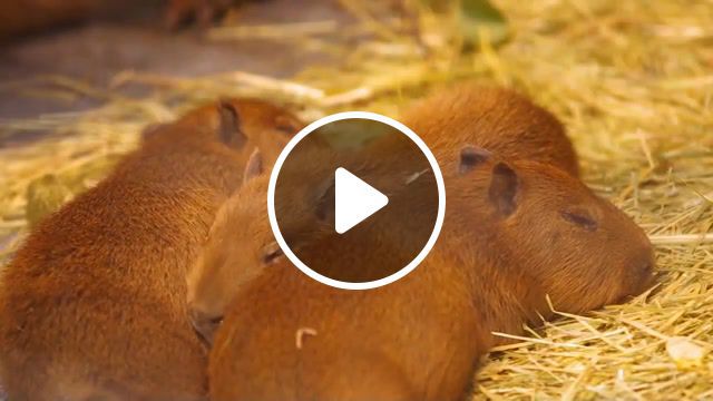 Baby capybaras in arakawa park, chiguire, arakawa yuen, kapibara, capibara, rodent, carpincho, capybara, animals pets. #0