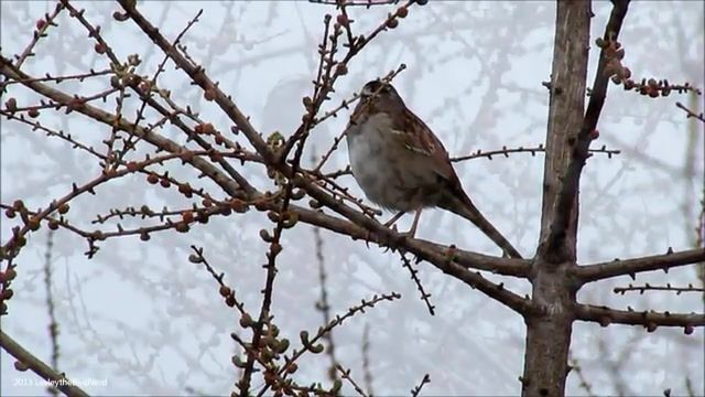 BantuNauts White Throated Sparrow Song, Bantunauts, Birdsong, White Throated Sparrow, Animals Pets