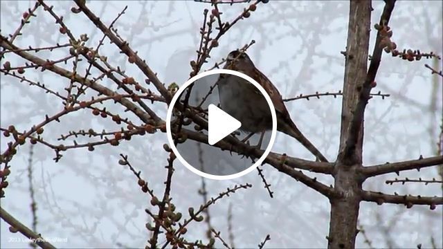 Bantunauts white throated sparrow song, bantunauts, birdsong, white throated sparrow, animals pets. #0